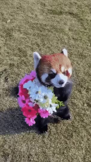 꽃 들고 다가오는 랫서판다.gif