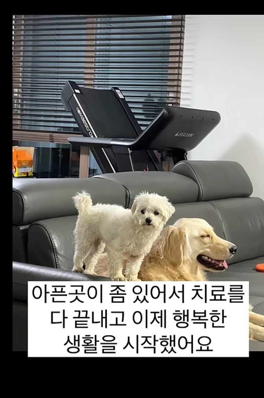 6330ff873b78157fad62dd237b2ae2e328418751.jpg 섬에 낚시하러 갔다가 유기견 만나서 입양한 댕댕이 유튜버 근황 ㄷㄷㄷ..JPG