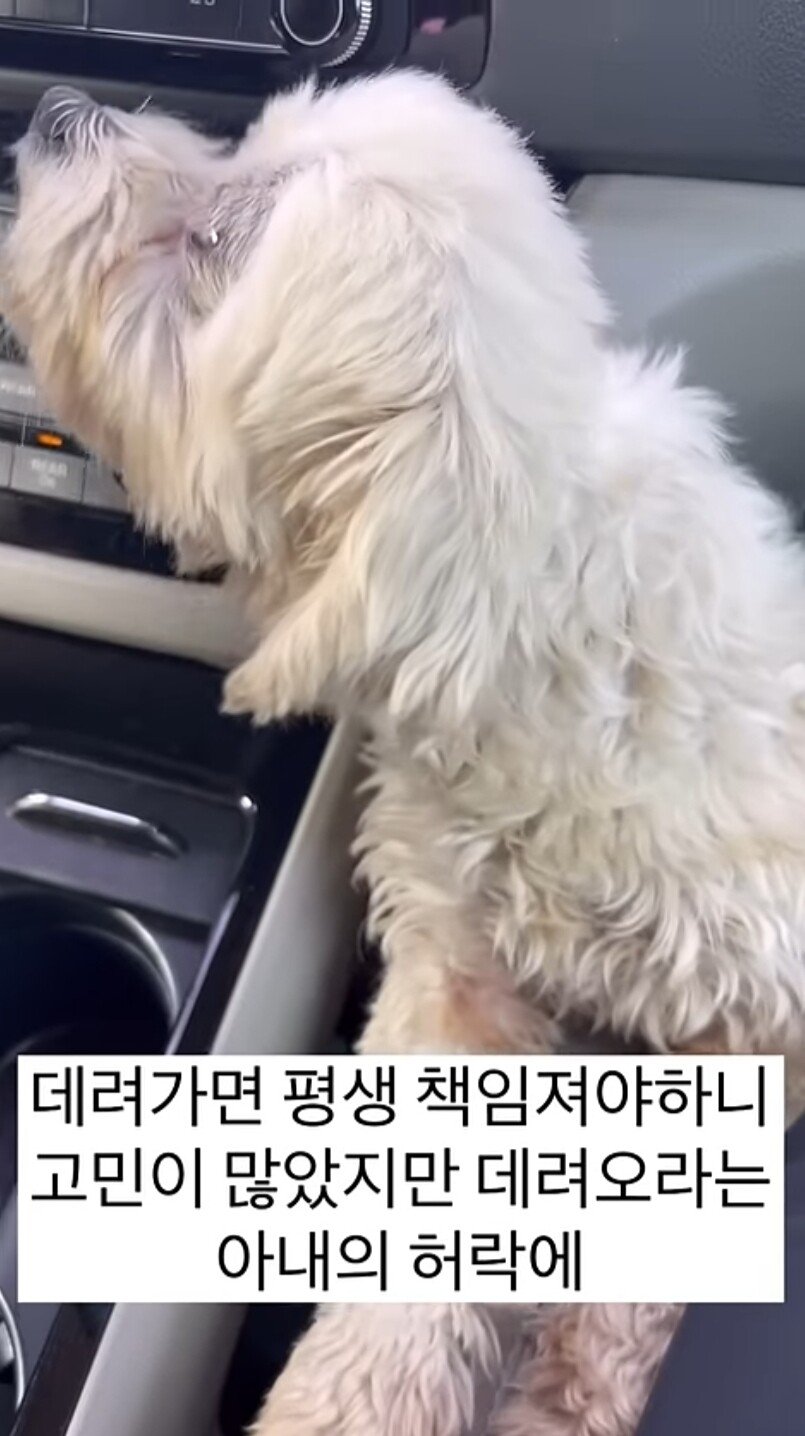 33f9685bf491329b56490df5e3bd651f77671fb1.jpg 섬에 낚시하러 갔다가 유기견 만나서 입양한 댕댕이 유튜버 근황 ㄷㄷㄷ..JPG