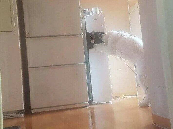 처음 보는 사람들은 흠칫하는 경우가 많은 견종.jpg | 인스티즈