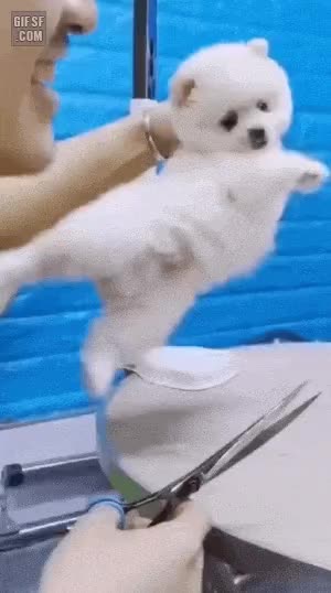 pXQCaw8.gif