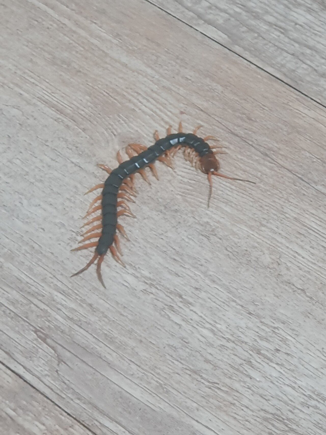 20230824_041908.jpg 극혐주의) 살다가 지네도 물려도 보네