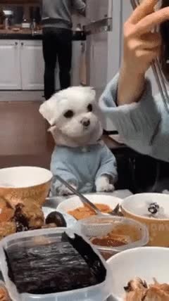 zall1581819468_1413446822.gif