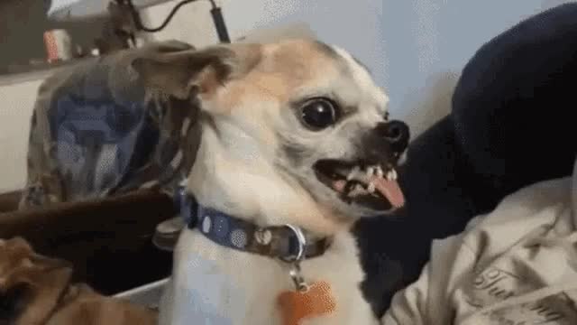 3212244.gif