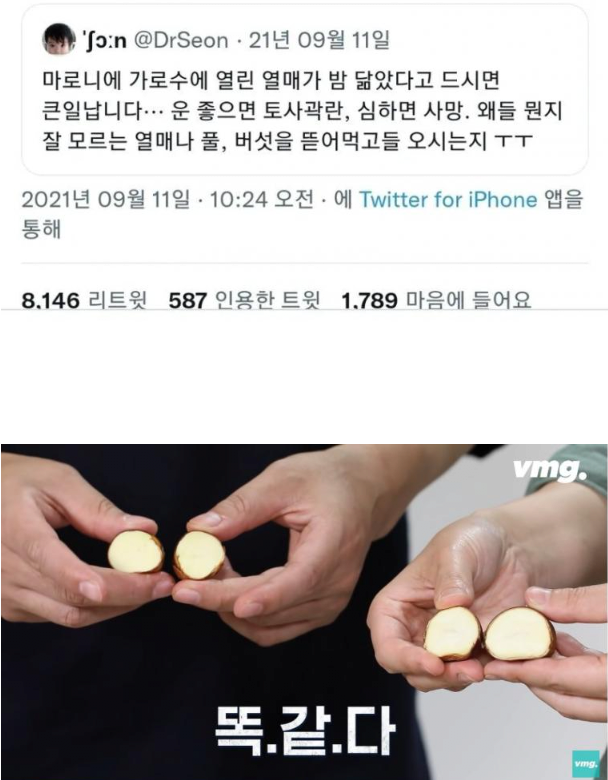 image.png 밤인 줄 알고 먹으면 큰일나는 밤같이 생긴 열매
