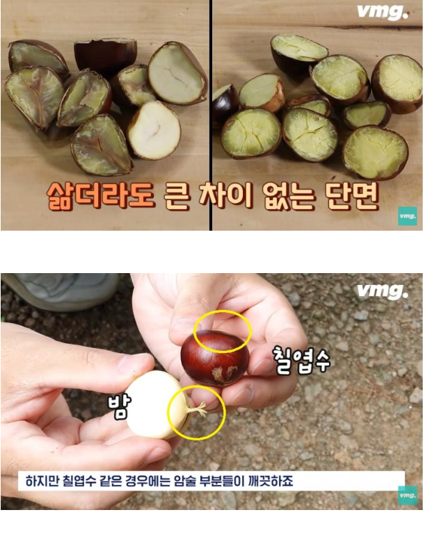 image.png 밤인 줄 알고 먹으면 큰일나는 밤같이 생긴 열매
