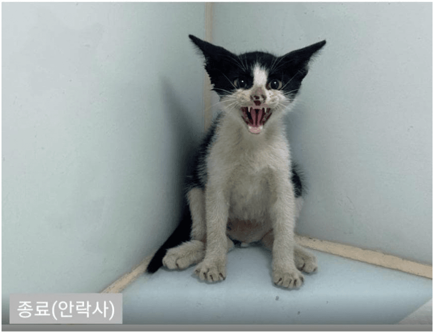 김짤.com_016.png