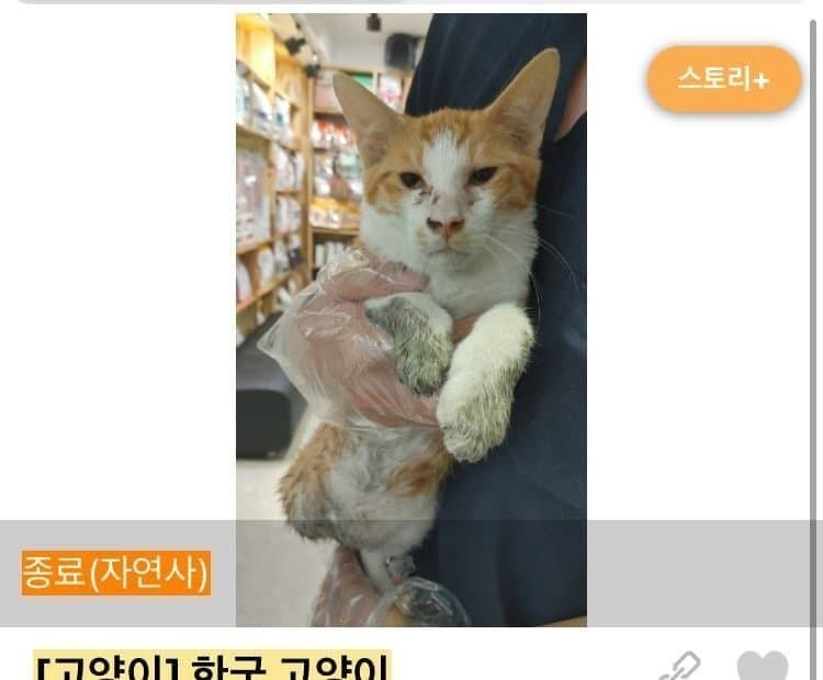 김짤.com_004.png