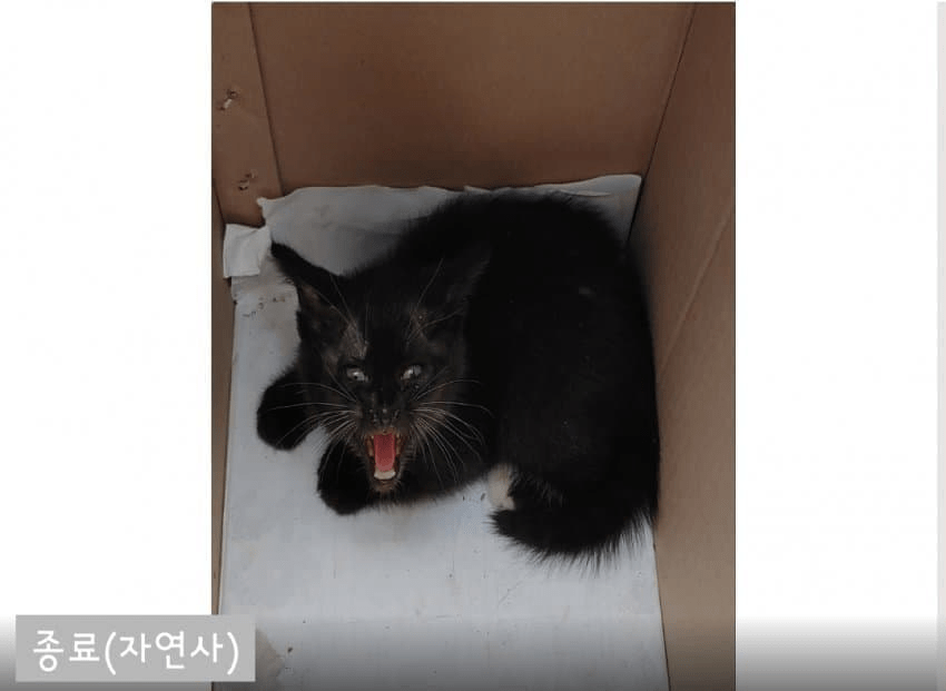 김짤.com_008.png