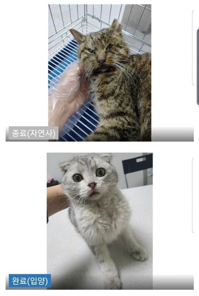 김짤.com_010.png