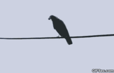 5E57T4IX7UV7ZRGUAKYYUJY5EY.gif