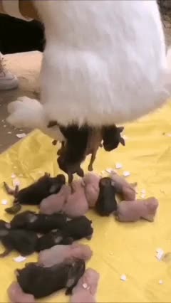 rab.gif