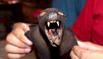 Eating-bat-Tomohon-Traditional-Market-North-Sulawesi-Indonesia-e1419161933369.jpg (혐주의) 온갖 동물의 고기를 파는 인도네시아판 모란시장, "토모혼 시장"