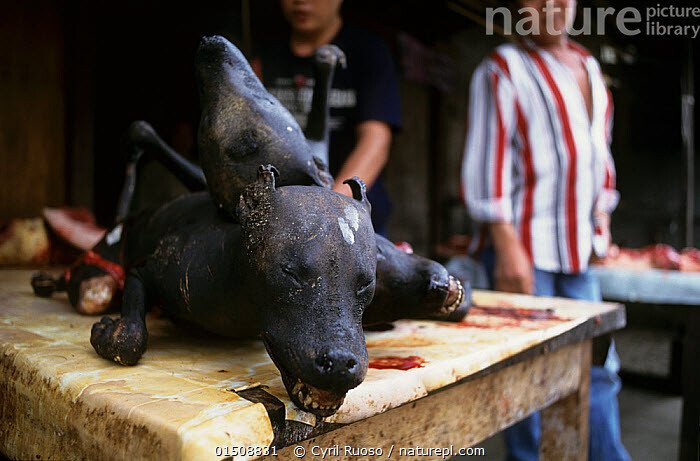 01508831.jpg (혐주의) 온갖 동물의 고기를 파는 인도네시아판 모란시장, "토모혼 시장"