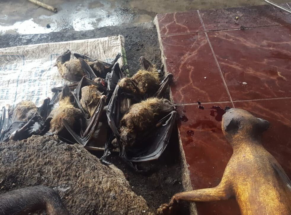 bats-dogs-rats-and-reptiles-on-sale-in-tomohon-market-indonesia-march-28th-2020-5.jpg (혐주의) 온갖 동물의 고기를 파는 인도네시아판 모란시장, "토모혼 시장"