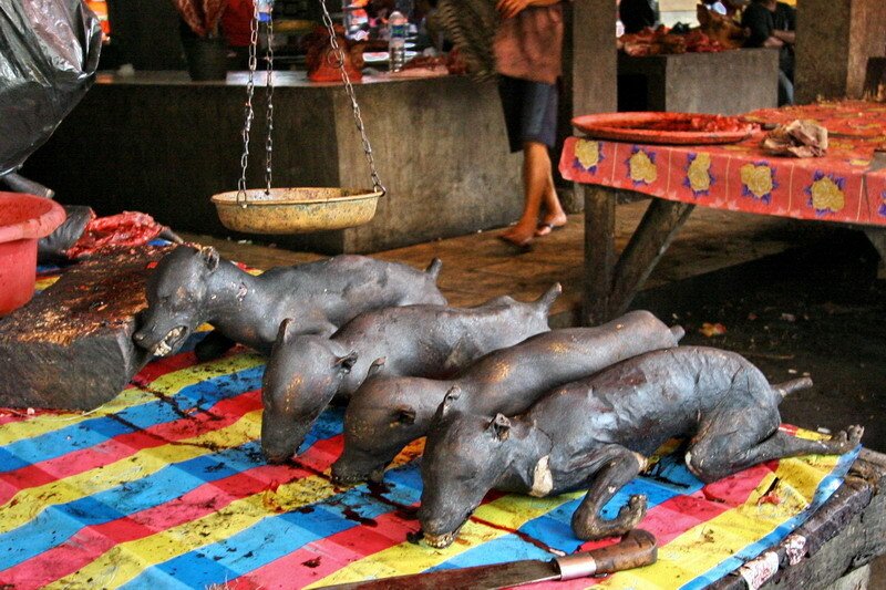 pastom.jpg (혐주의) 온갖 동물의 고기를 파는 인도네시아판 모란시장, "토모혼 시장"