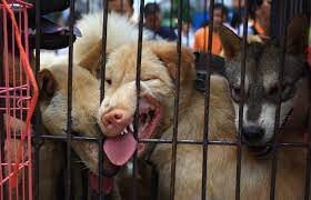 images.jpg (혐주의) 온갖 동물의 고기를 파는 인도네시아판 모란시장, "토모혼 시장"