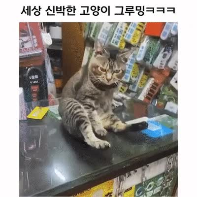 33160816467079560.gif