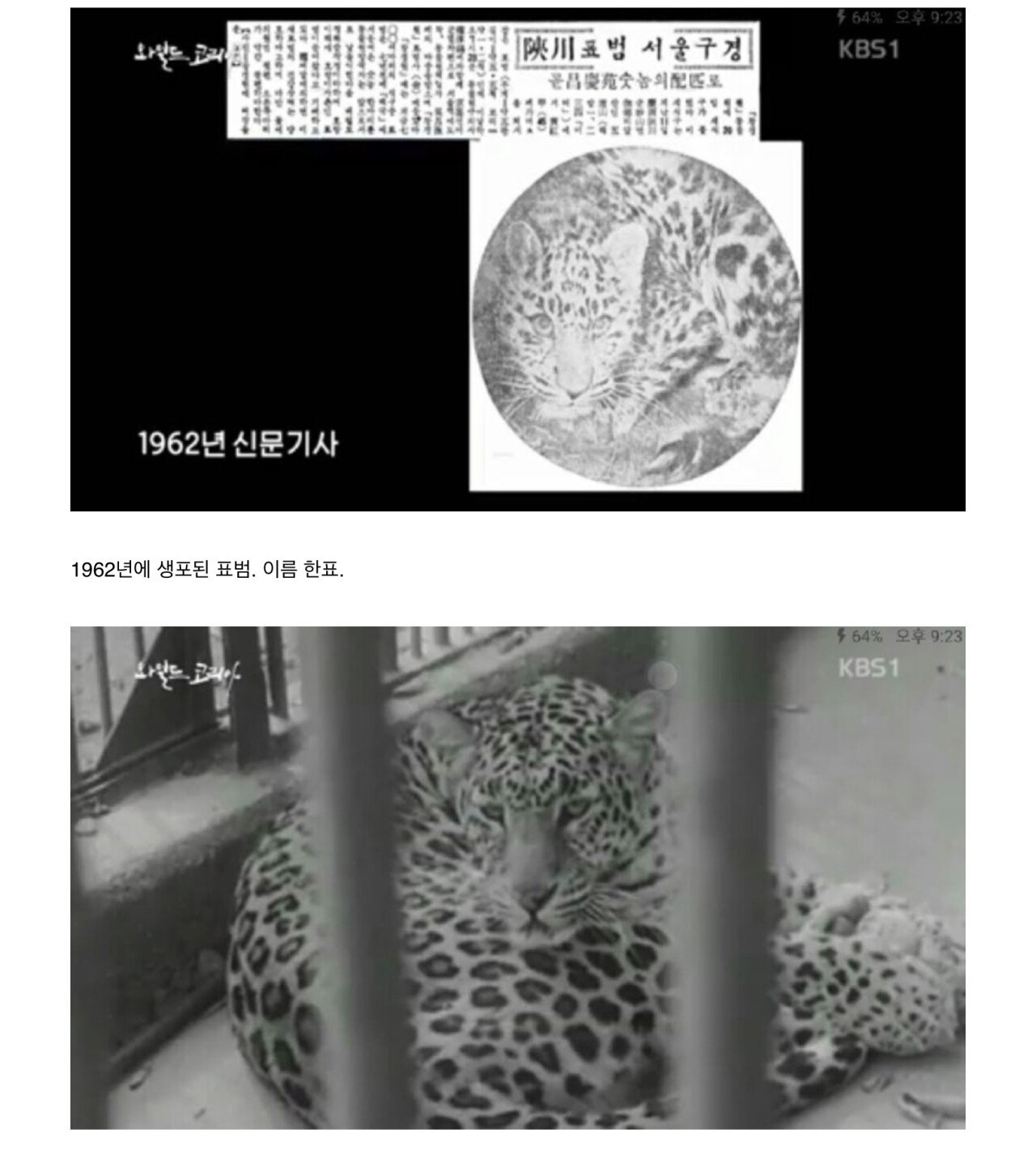 울나라에 야생 표범이 60년대까지도 있었네