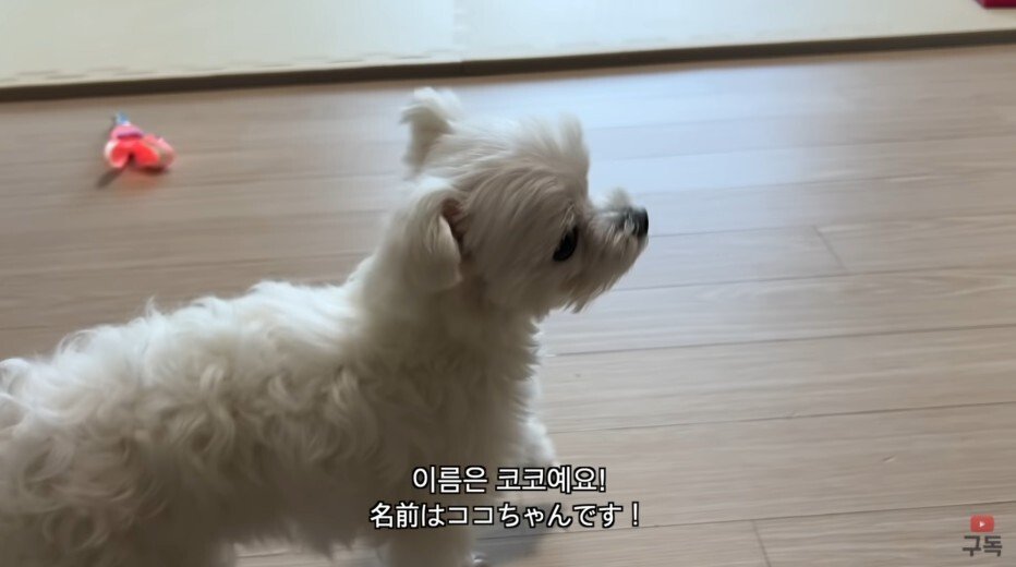 김짤.com_005.jpg