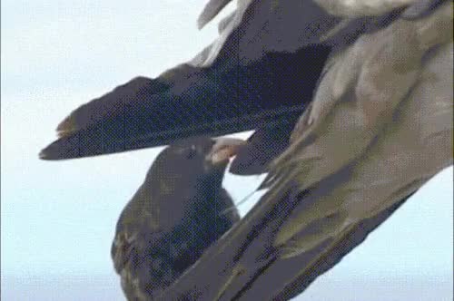 흡혈핀치_01.gif