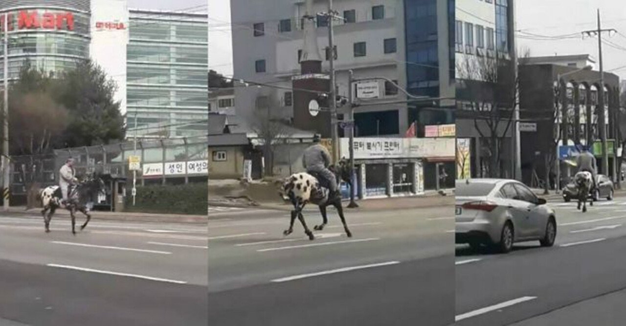 32CDC752-1C18-4B19-9D0F-CBA39907FA07.jpeg 의외로 국내에서 불법이 아닌 것