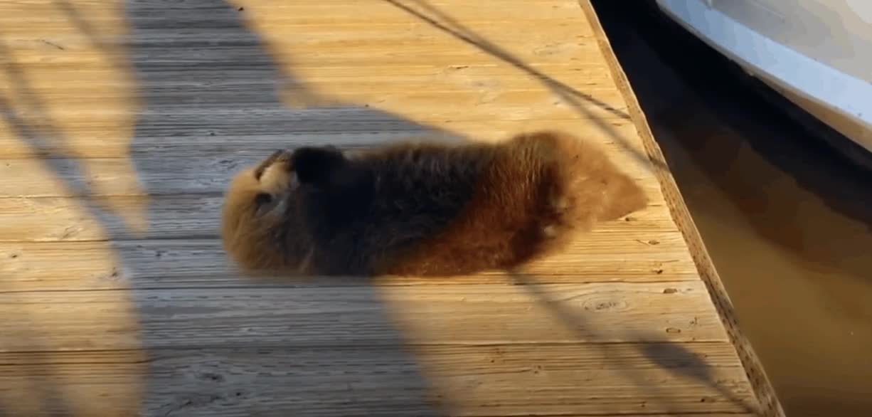 AC_[20220312-113944].gif