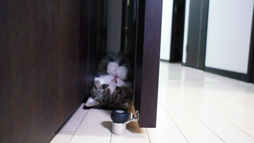 17aa8cd84e31307e9.gif