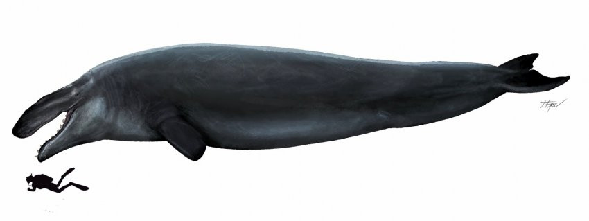 16912189000318.jpg