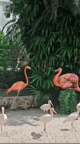 bt457481f231879b417ff14140f4636b17.gif
