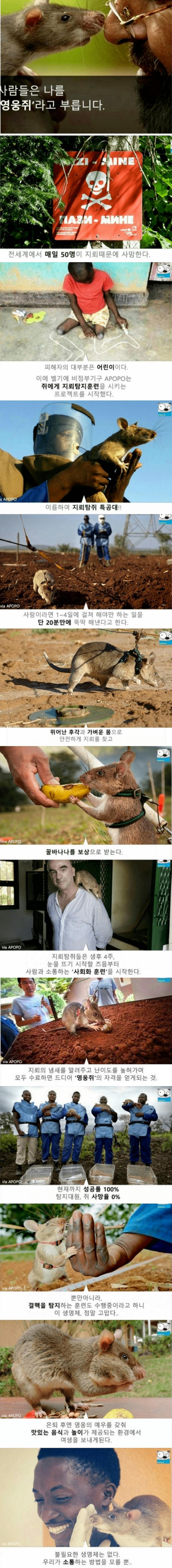 지뢰탐지의 획기적인 방법, 성공률100_, 사망률0_.png.jpg
