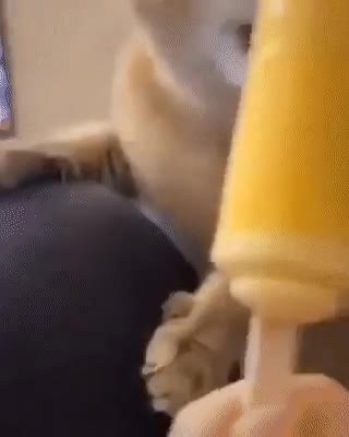 아이스크림 먹는 고양이 - 꾸르