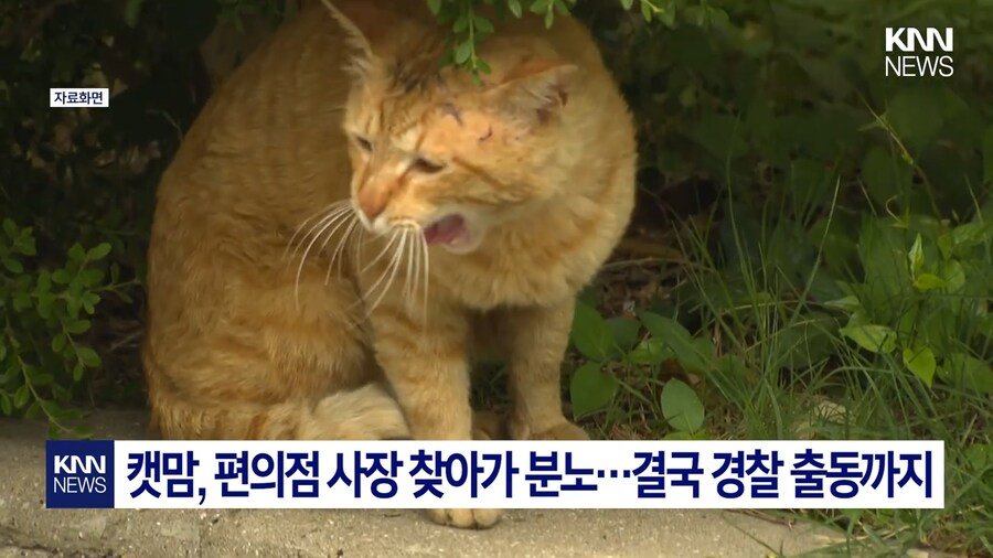 191d79b0df44ff595.png.ren.jpg 편의점 사장의 미친 판단력