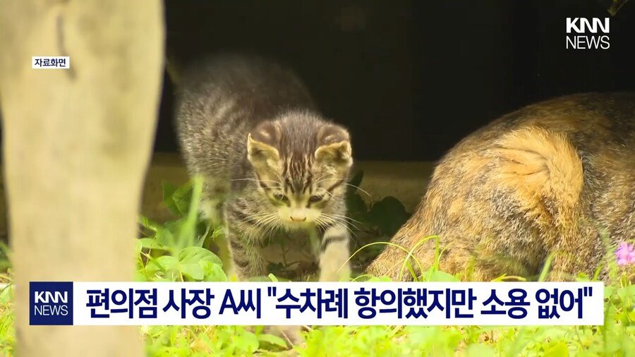 191d79b09fc4ff595.png.ren.jpg 편의점 사장의 미친 판단력