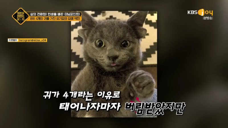 김짤.com_037.jpg