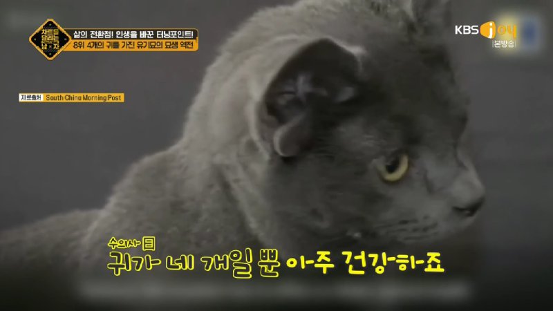 김짤.com_032.jpg