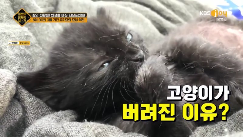 김짤.com_003.jpg