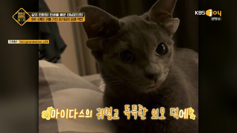 김짤.com_021.jpg