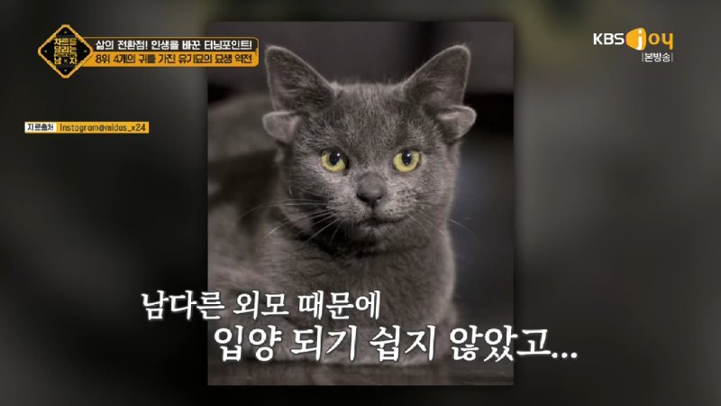 김짤.com_013.jpg