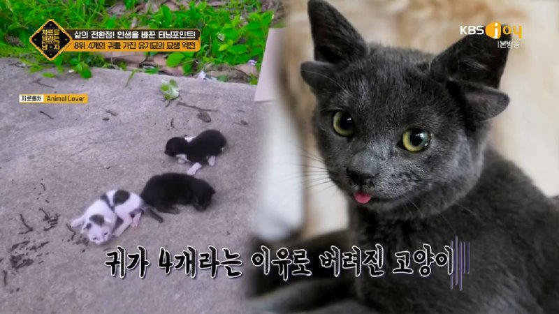 김짤.com_012.jpg