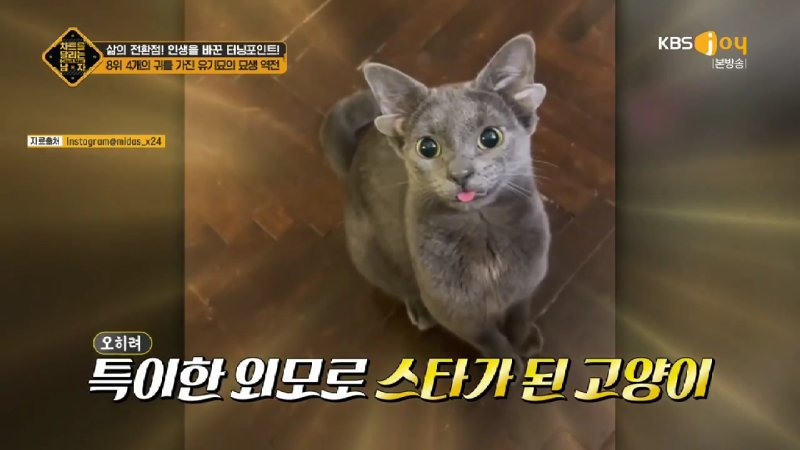 김짤.com_038.jpg