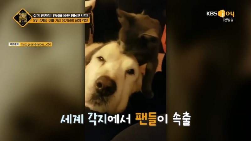 김짤.com_022.jpg