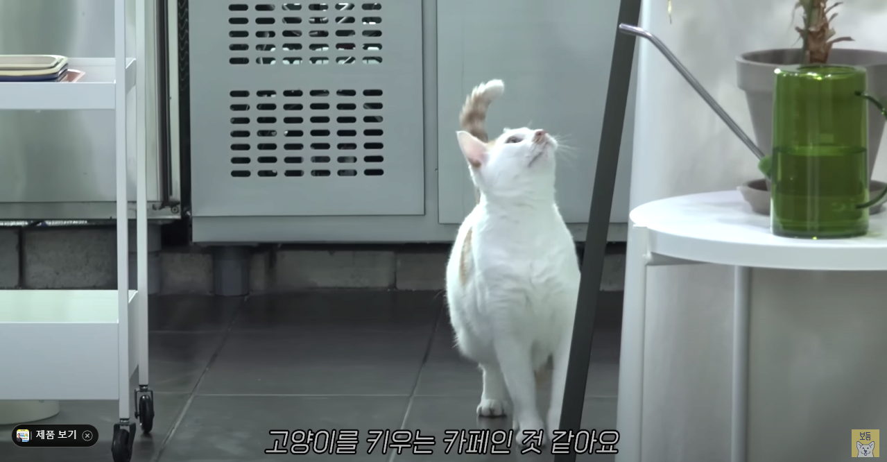 고양이는 잘 모르는 강형욱 근황 ㄷㄷ...jpg