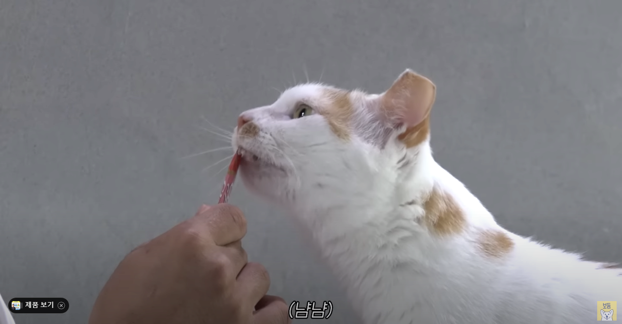 고양이는 잘 모르는 강형욱 근황 ㄷㄷ...jpg