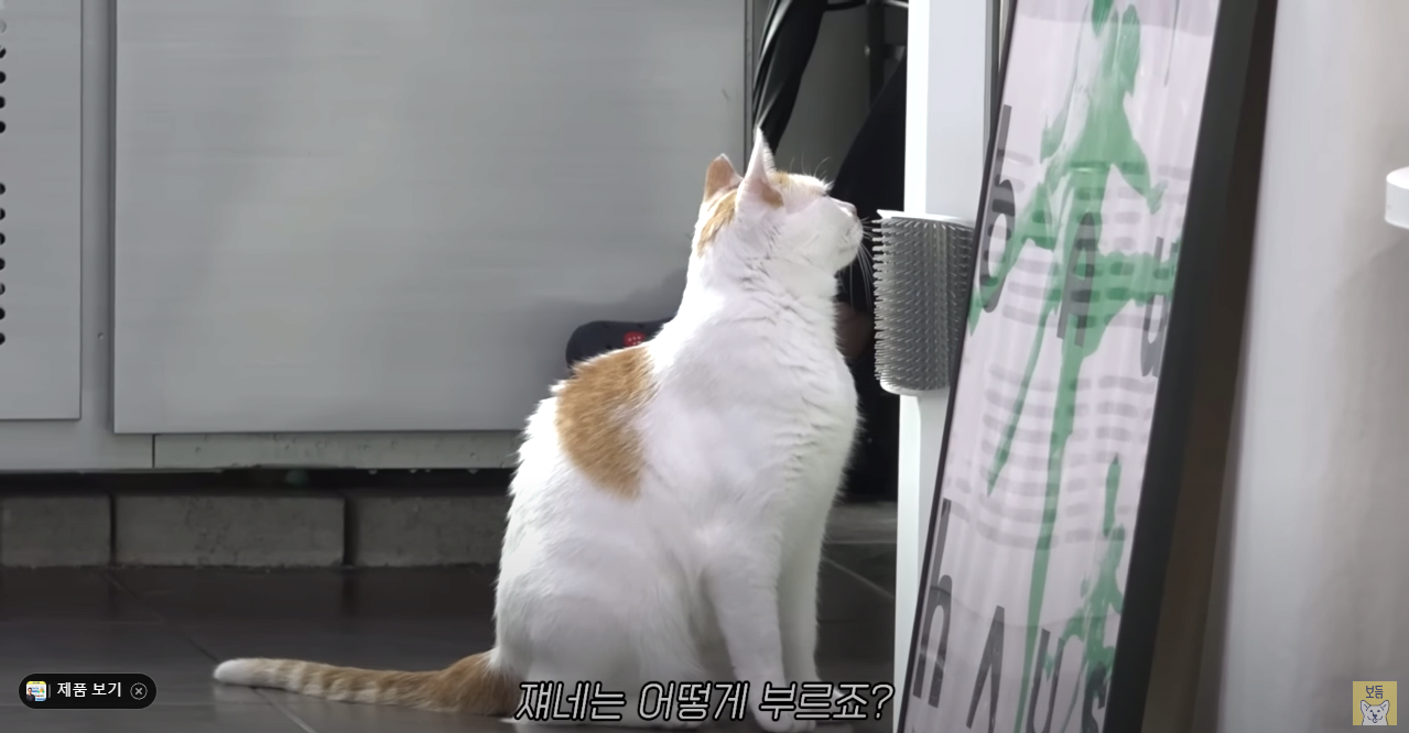 고양이는 잘 모르는 강형욱 근황 ㄷㄷ...jpg