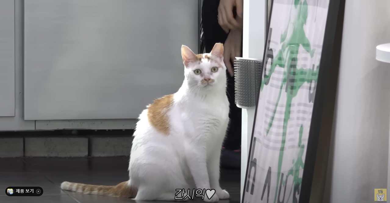 고양이는 잘 모르는 강형욱 근황 ㄷㄷ...jpg