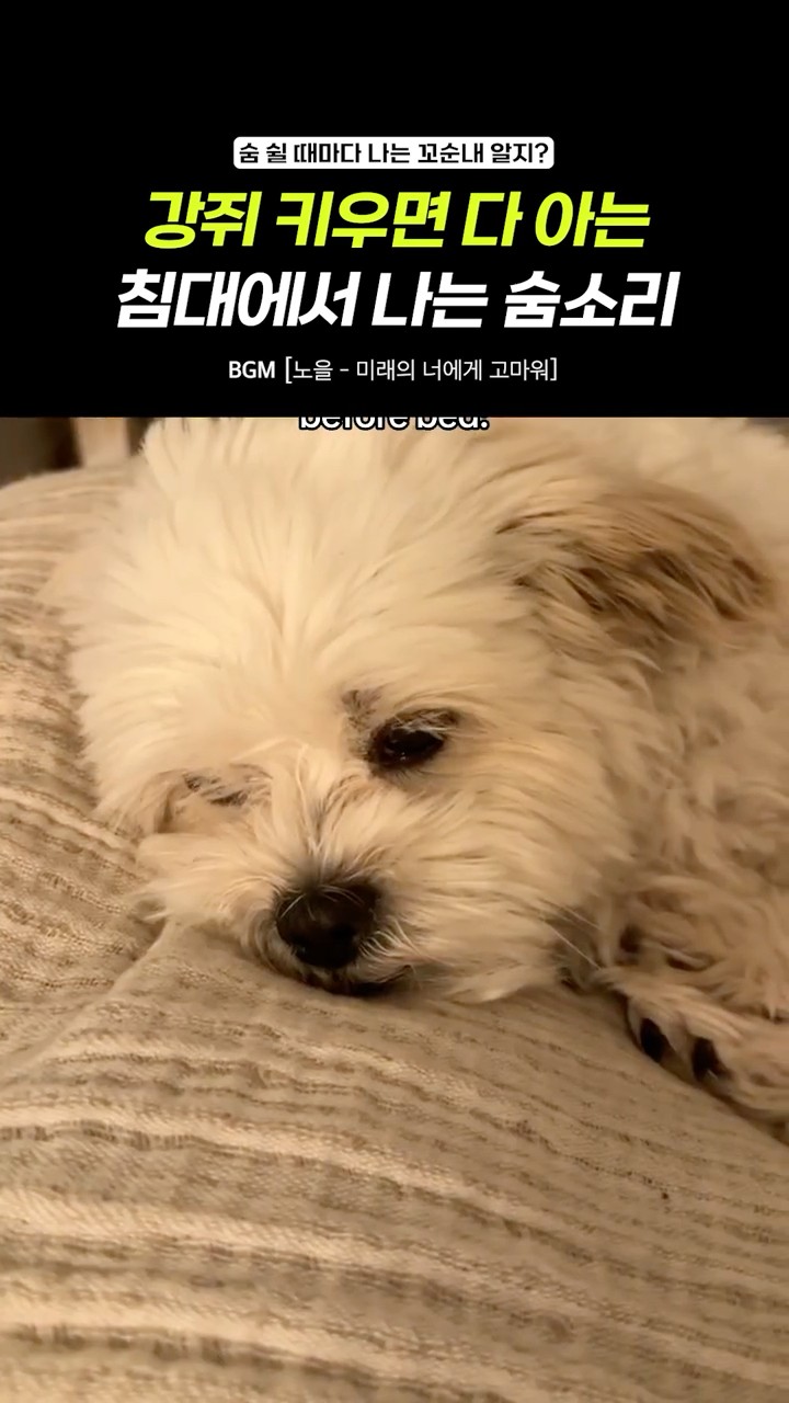 강쥐 키우면 다 안다는 침대에서 나는 숨소리