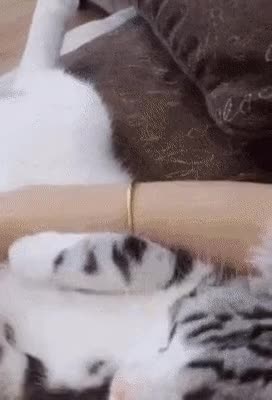 447c82795e56c82945af6fbb0b8f7fb3_1647256959_2182.gif