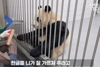 학구열높은 K-판다 푸바오 | 인스티즈