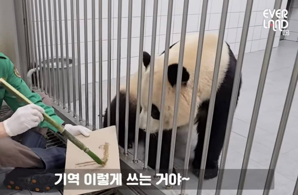 학구열높은 K-판다 푸바오 | 인스티즈